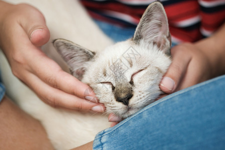 女人拥抱可爱猫友情动物人信任的朋友图片