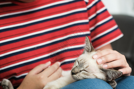 女人拥抱可爱猫友情动物人信任的朋友图片