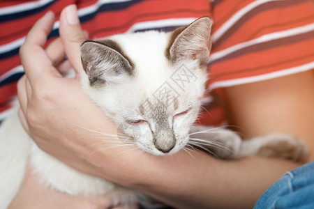 女人拥抱猫咪图片