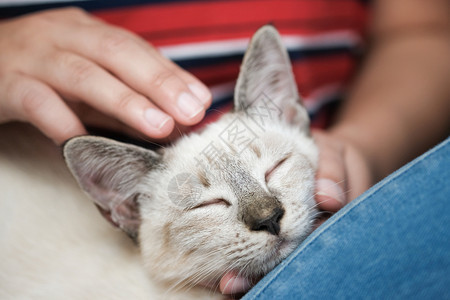 女人拥抱可爱猫友情动物人信任的朋友图片