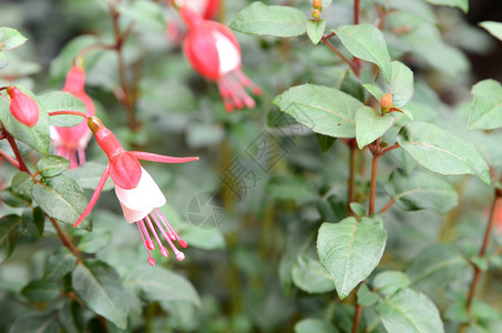 花园里美丽的粉Fuchsia花朵图片