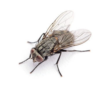 白色上孤立的苍蝇图片素材