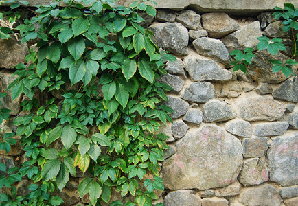 石墙上的绿色常春藤美丽的背景图片