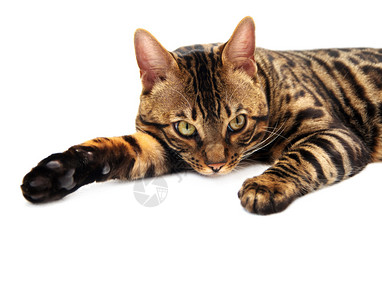 Bengal猫图片