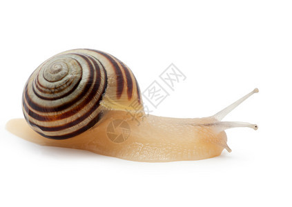 白色背景上的蜗牛宏图片