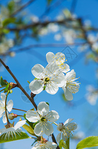 樱花与蓝天对立图片