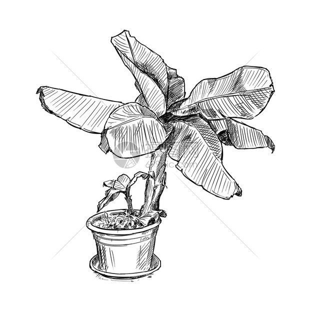 大锅中香蕉树的图画大锅中香蕉树的手画