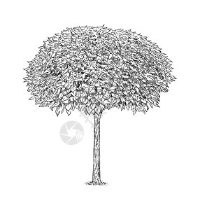 Catalpa树的黑白图画图片