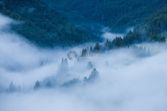 迷雾的风景与fir山林日出前对的全景图片