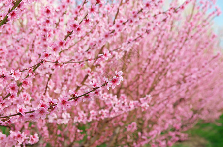 春桃枝花树自然成分图片