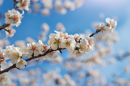 春杏的分支白树自然构成图片
