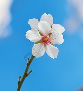 春杏的分支白花树自然成分图片