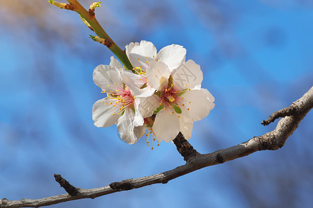 春杏的分支白花树自然成分图片