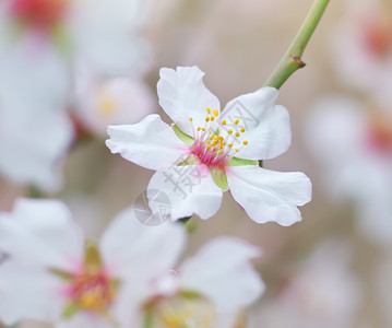 春杏的分支白花树自然成分图片