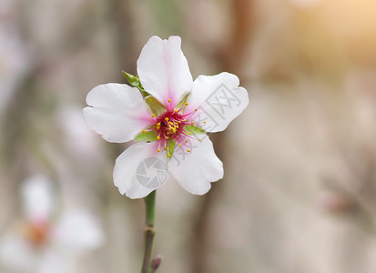 春杏的分支白花树自然成分图片