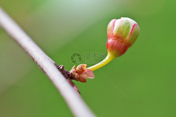 树的春芽大自然构成图片