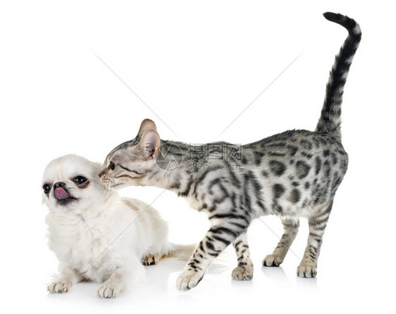 白种背景面前的猫和吉华人图片