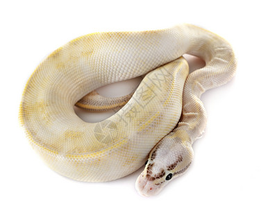 在白色背景面前的皇室python图片