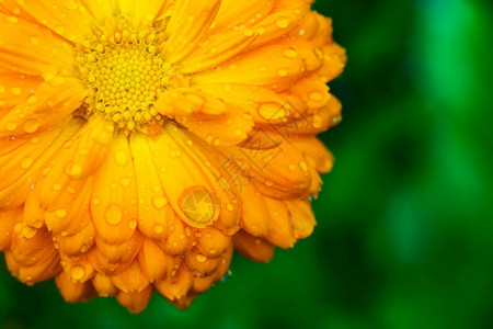 绿色背景的黄花和湿瓣园艺Marigold花朵图片