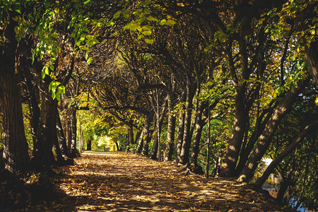 森林中的树木路径在秋天季节自然户外的农村景象森林中的树木路径在秋天图片