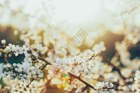 白花在夕阳的樱桃树上春种大自然图片