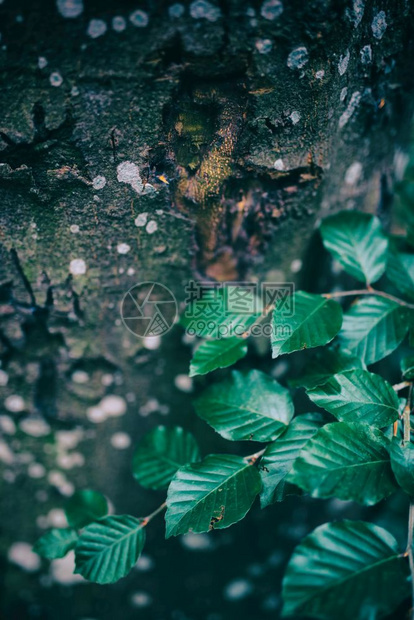 斑点树皮和绿叶的枝子自然和生态近距离接图片