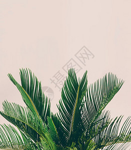 浅底热带植物的叶子淡底热带植物的叶子淡底热带植物的叶子图片