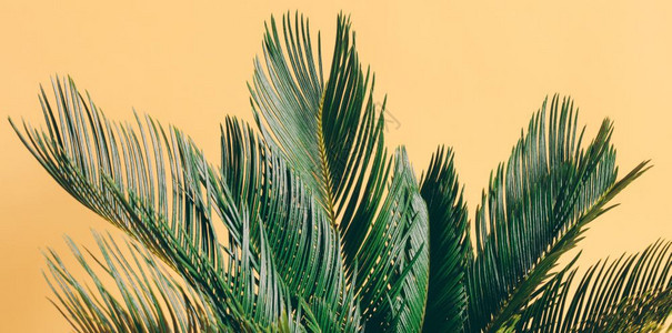 黄糊面背景的热带棕榈叶黄糊面背景的棕榈叶图片