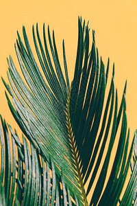 浅黄色背景的棕榈叶青黄色背景的白棕榈叶青黄色背景的树叶热带植物种青黄色背景的棕榈叶背景图片