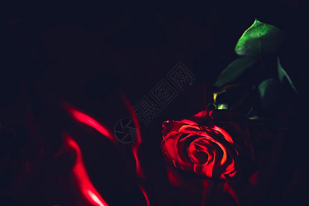 红玫瑰在丝绸背景上情人节和日古典浪漫情绪红玫瑰在丝绸背景上图片