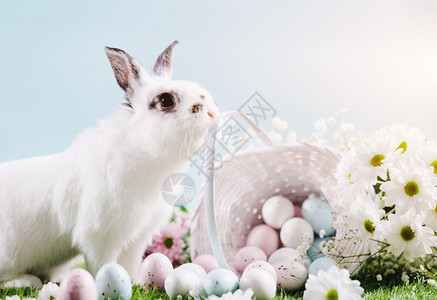 复活节春天传统的节日有趣的兔子和复活节鸡蛋的篮子图片