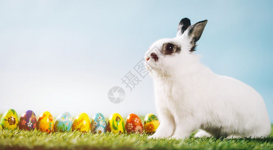 春天背景的白兔子和鸡蛋复活节传统的春假复制空间图片