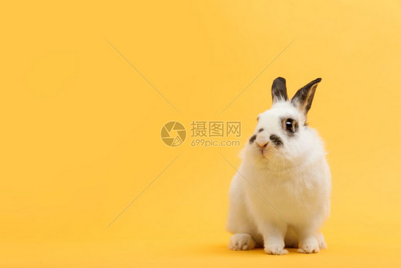 白兔在黄色背景上家畜宠物复制空间春天复活节图片