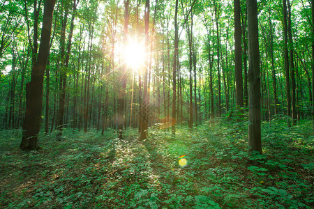 林树天然的绿木阳光背景图片素材