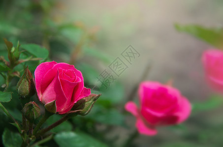 花园里的玫瑰被过滤图片