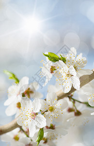 春天的白樱桃树花图片