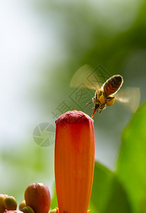 蜂蜜授粉花朵复制空间图片