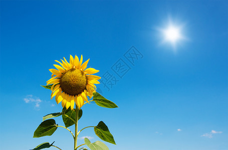 向日葵开花在蓝天的农场里开花图片