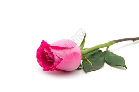 粉红玫瑰在白背景上被孤立图片