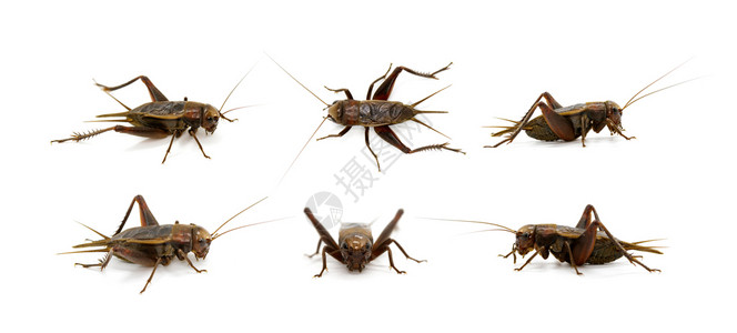 白底板球群昆虫动物图片