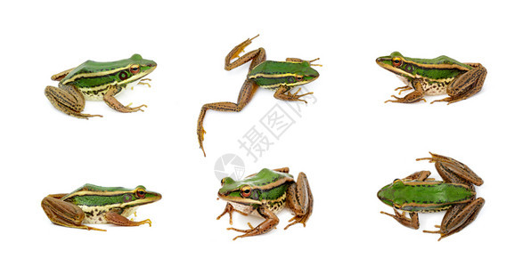 一群稻田绿青蛙或白底稻Ranaerethraea两栖动物图片