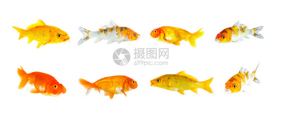 金鱼和科伊泡眼金组群以白色背景隔离图片