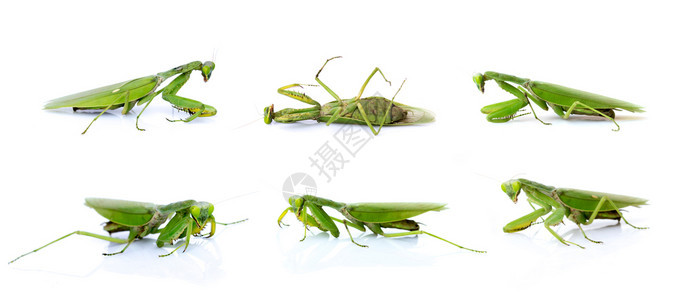 一群在白色背景上被隔离的绿蚂蚁昆虫动物图片