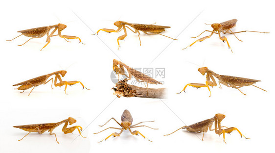 一群被白色背景隔离的棕蚂蚁昆虫动物图片