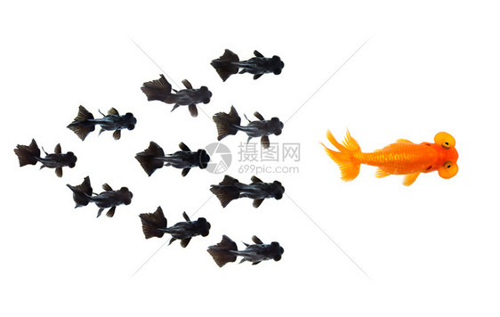 小型黑金鱼集团在之后头领在白色背景中被孤立表现出领先的个成功或动机概念图片
