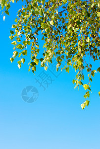 蓝天对准绿树图片