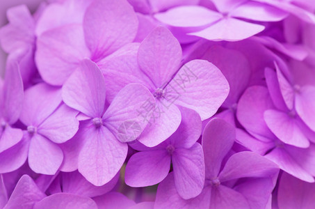 粉色Hydranga背景霍滕西亚花朵表面图片