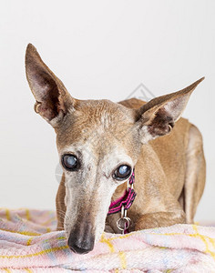 一只老盲狗意大利灰的肖像眼睛与白内障图片