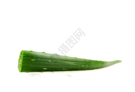 白背景的AloeVera图片