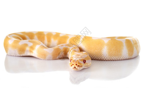 在白色背景面前的皇室python图片
